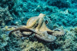 “Octopus with three hearts swimming in the ocean.”