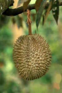 “Durian fruit known for its strong smell.”