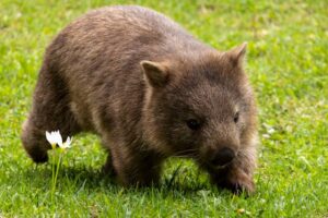 “Wombat, the animal with cube-shaped poop.”